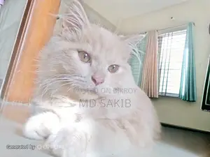3-6 months Male Purebred Persian