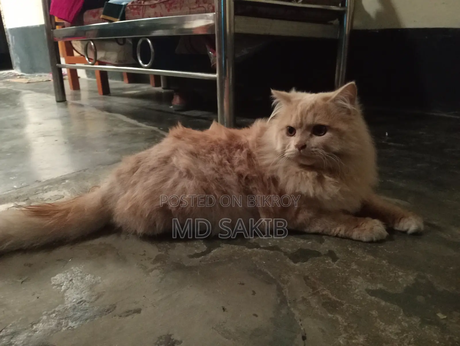 3-6 months Male Purebred Persian