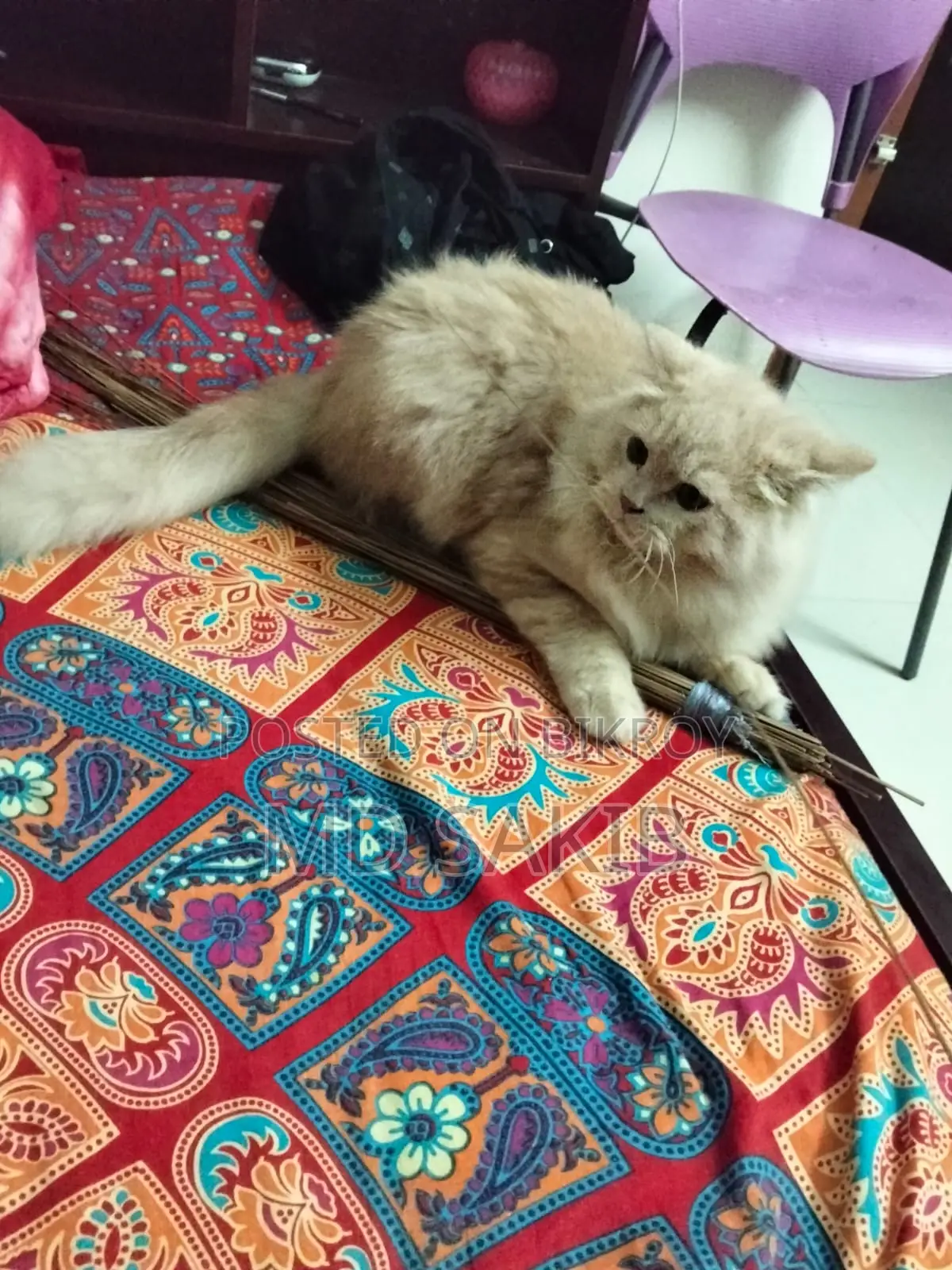 3-6 months Male Purebred Persian