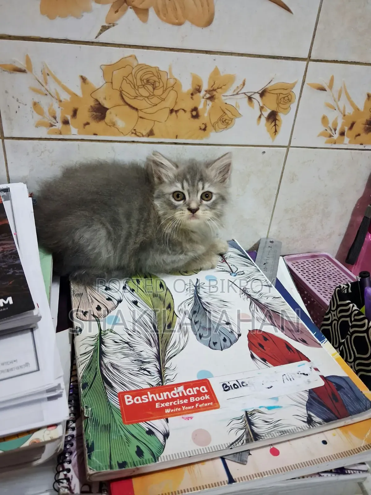 1-3 months Male Purebred Persian
