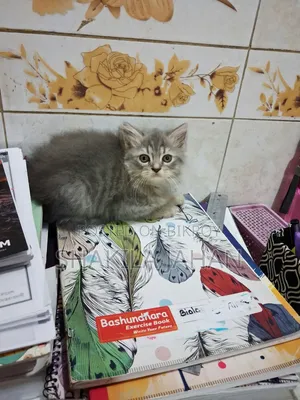 1-3 months Male Purebred Persian