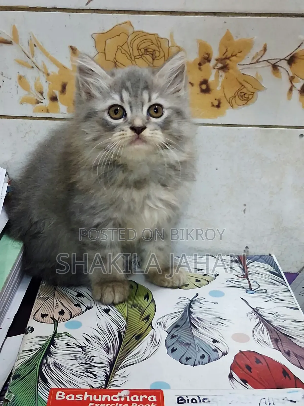 1-3 months Male Purebred Persian