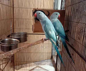 Blue Pied Ringneck Pair Age 3 Years Dna Done