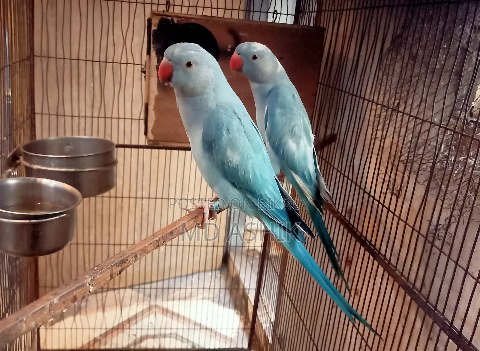 Blue Pied Ringneck Pair Age 3 Years Dna Done