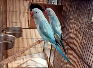 Blue Pied Ringneck Pair Age 3 Years Dna Done