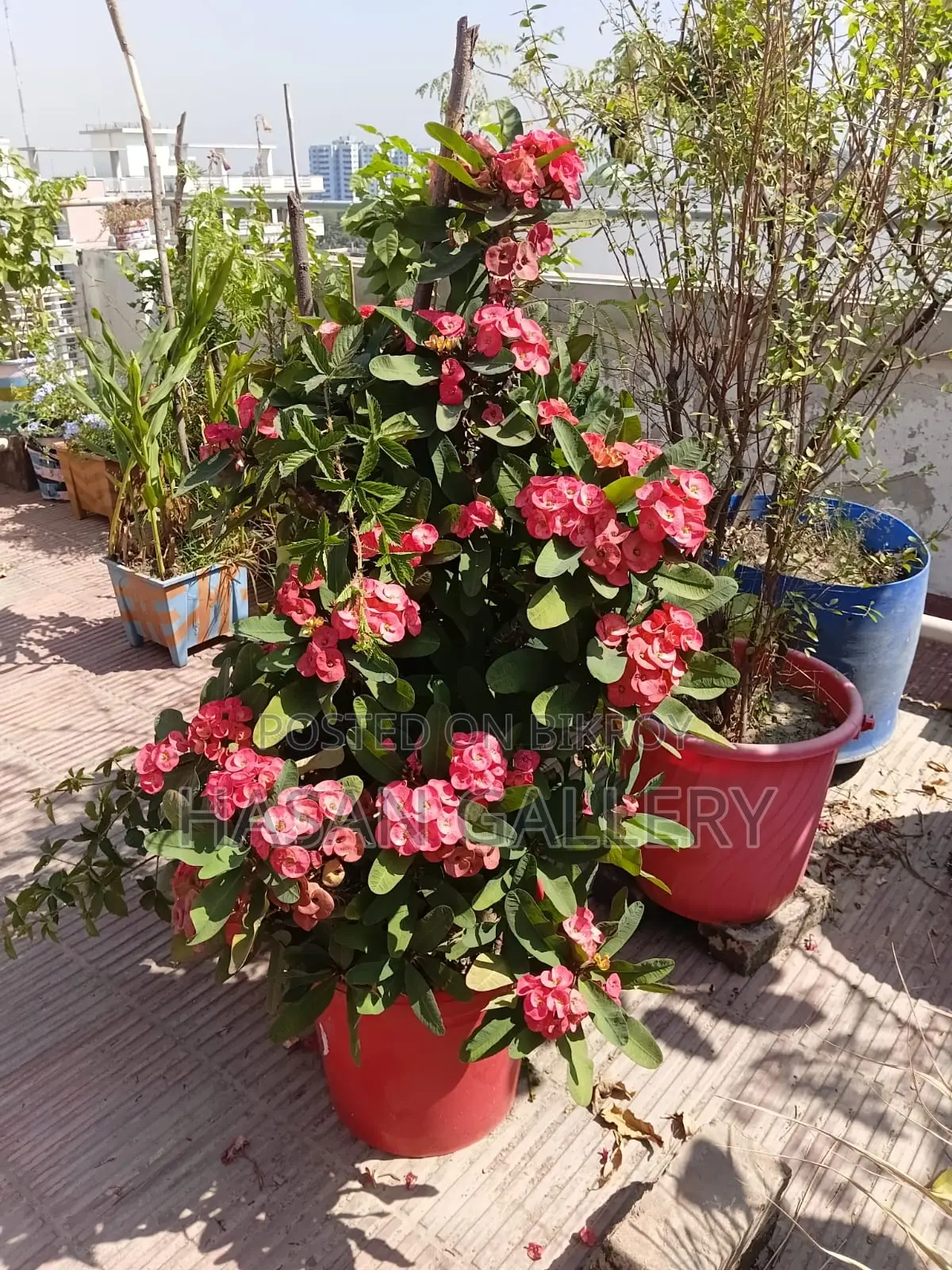 Cactus Plant