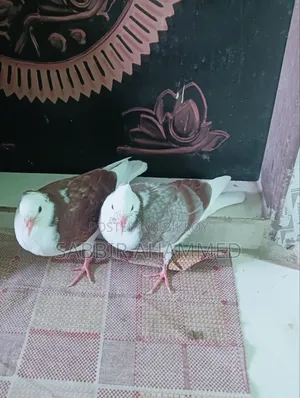 1 Pair Rajgolla Baby.