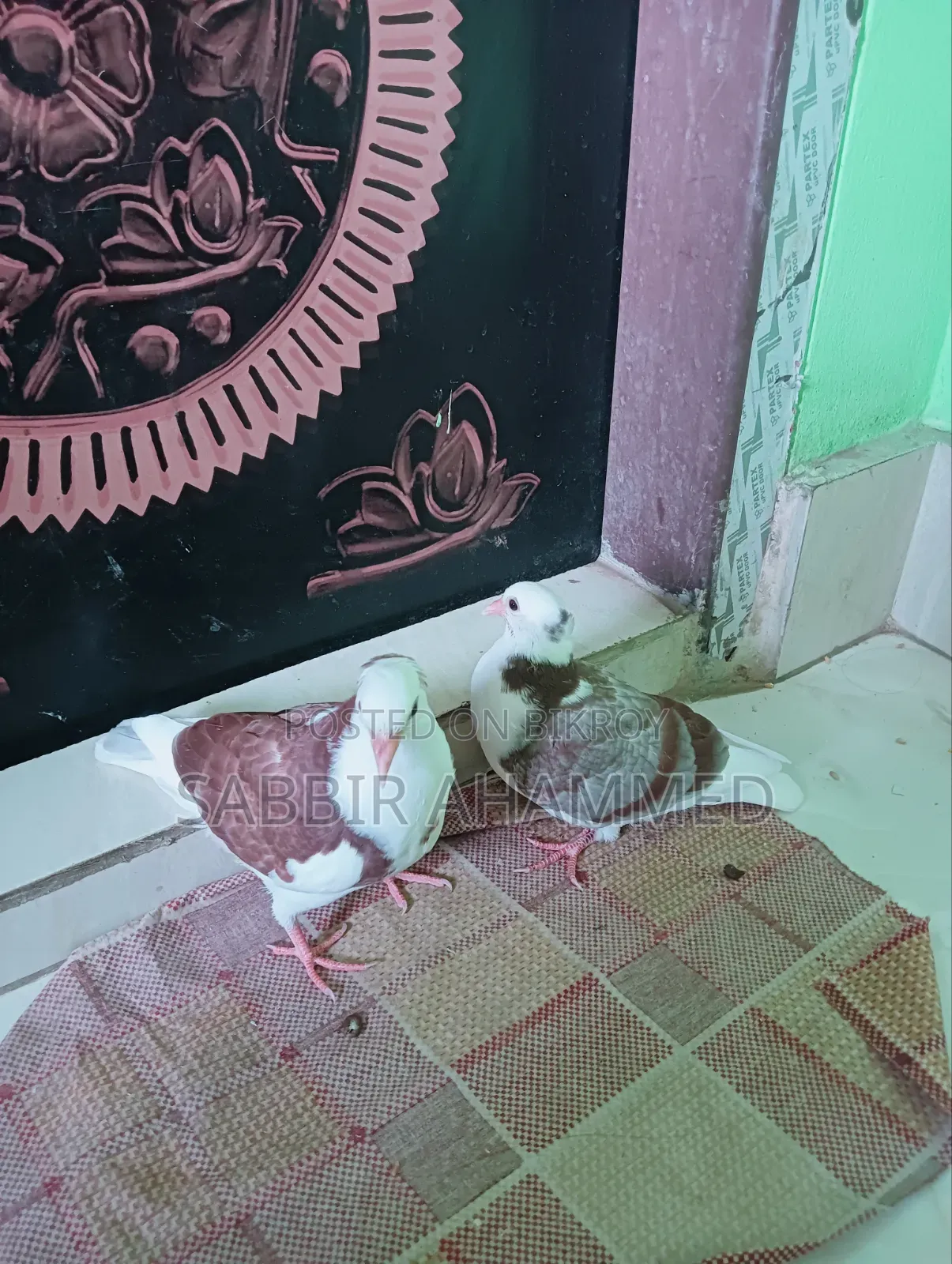 ১ জোড়া রাজগোল্লা বাচ্চা।