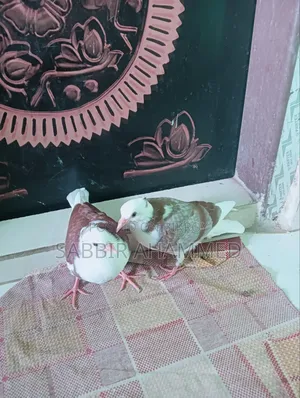 ১ জোড়া রাজগোল্লা বাচ্চা।