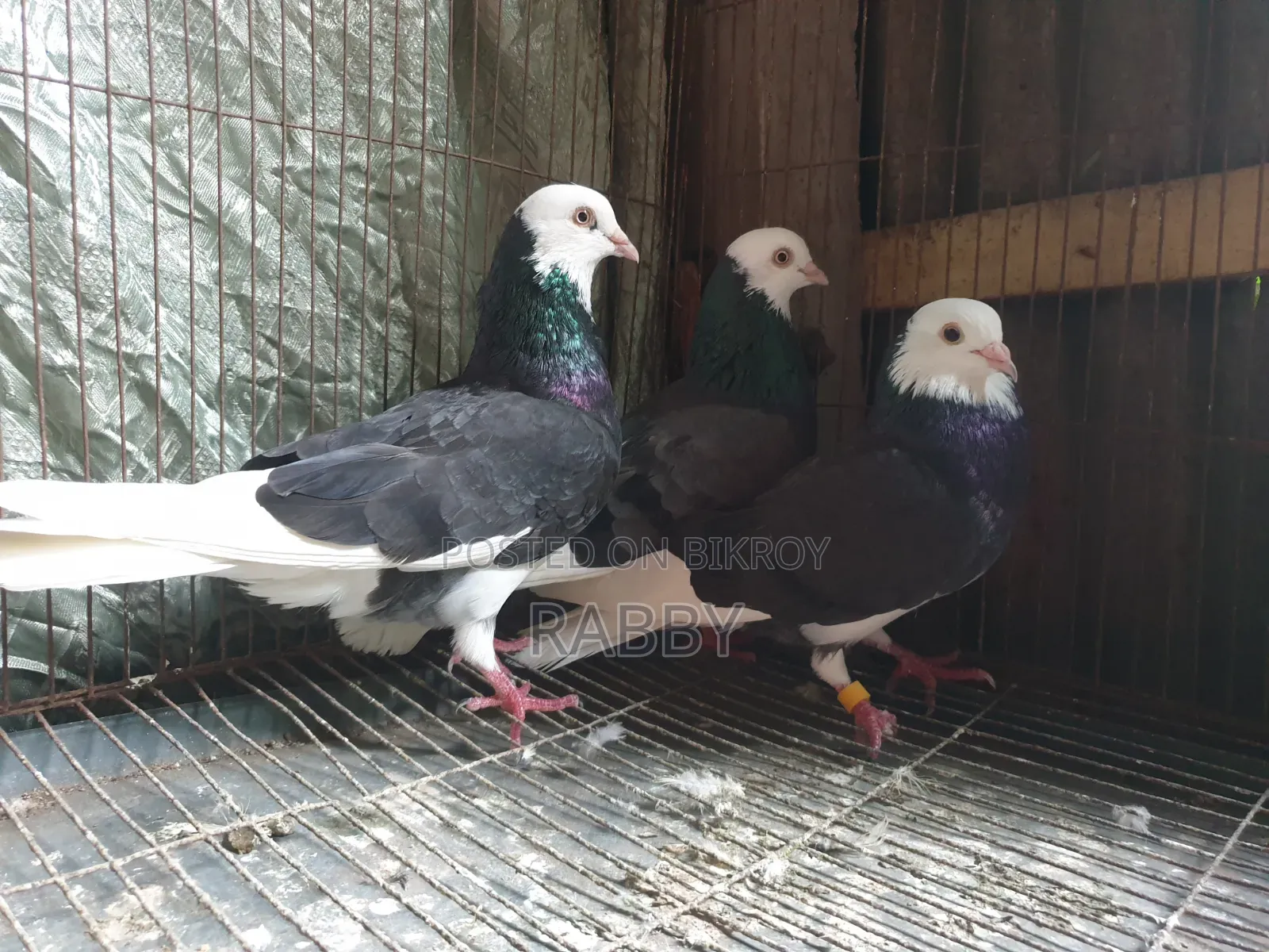 Black Pigeon Running Male 3 Pcs