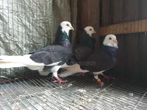 Black Pigeon Running Male 3 Pcs