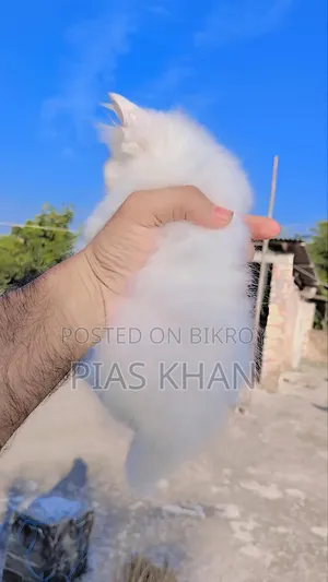 ১-৩ মাস বয়সী নর পিওরব্রেড পার্সিয়ান