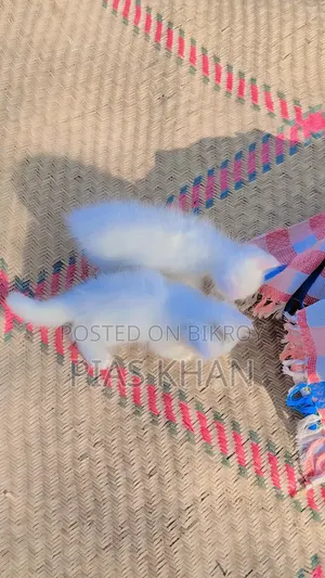 ১-৩ মাস বয়সী নর পিওরব্রেড পার্সিয়ান