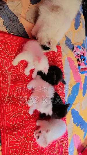 ১-৩ মাস বয়সী নর পিওরব্রেড পার্সিয়ান
