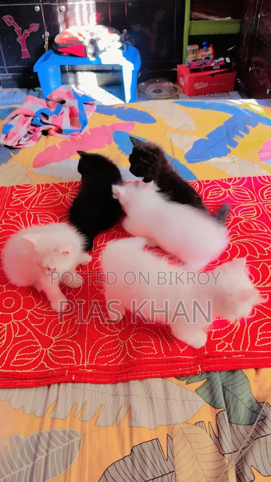 ১-৩ মাস বয়সী নর পিওরব্রেড পার্সিয়ান