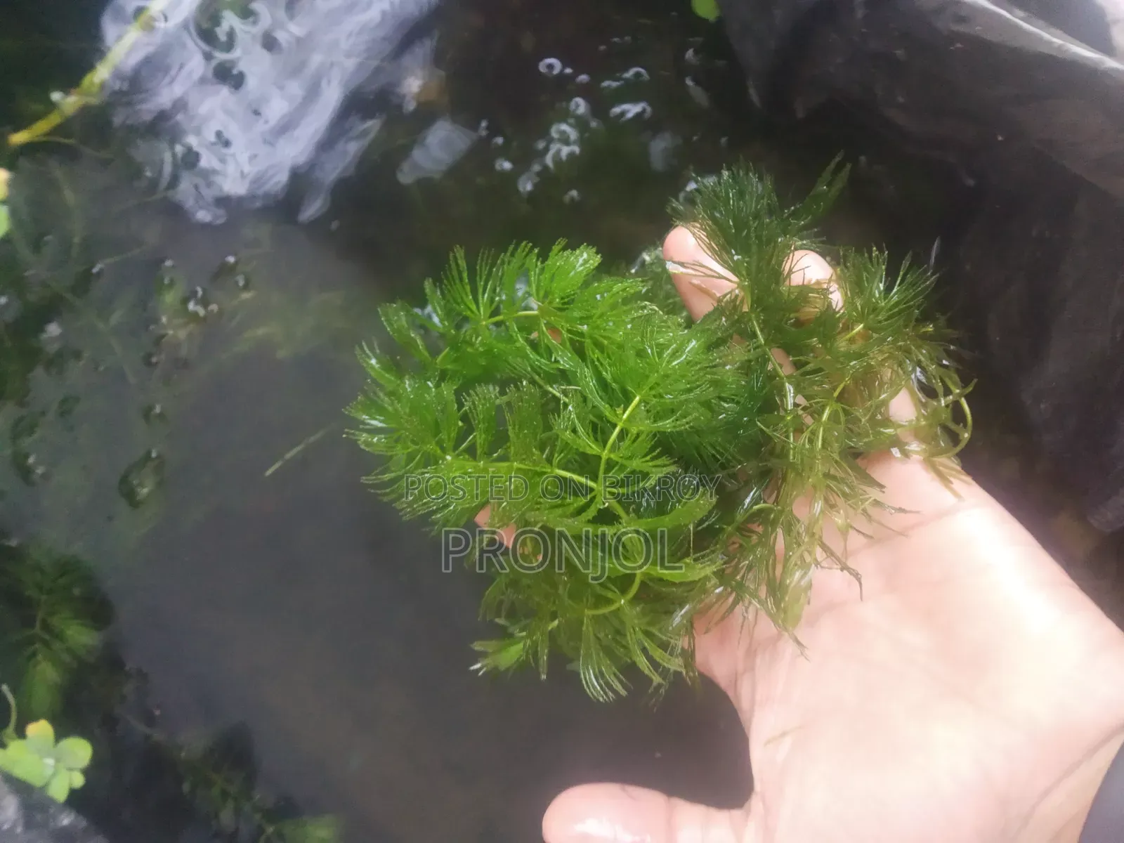Hornwort Aquarium Plant