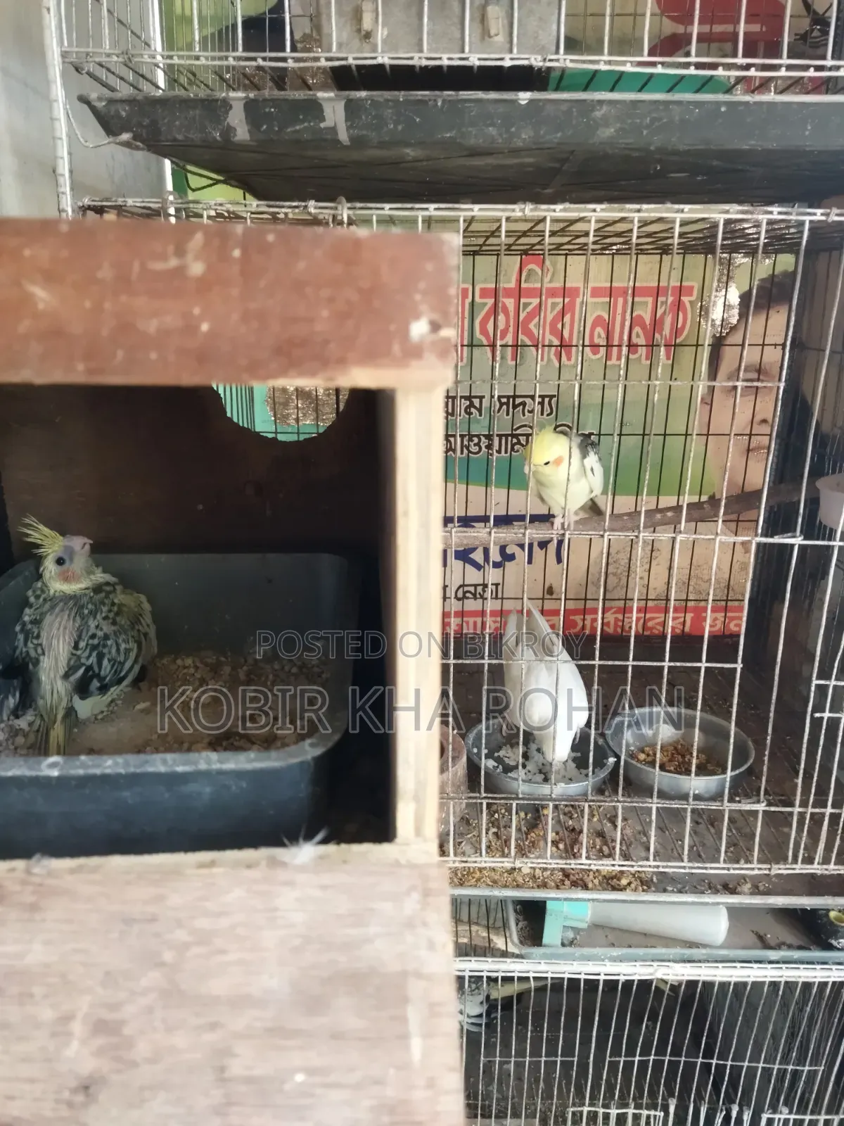 Cockatiel Bird