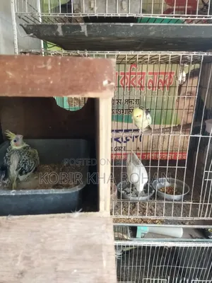 Cockatiel Bird