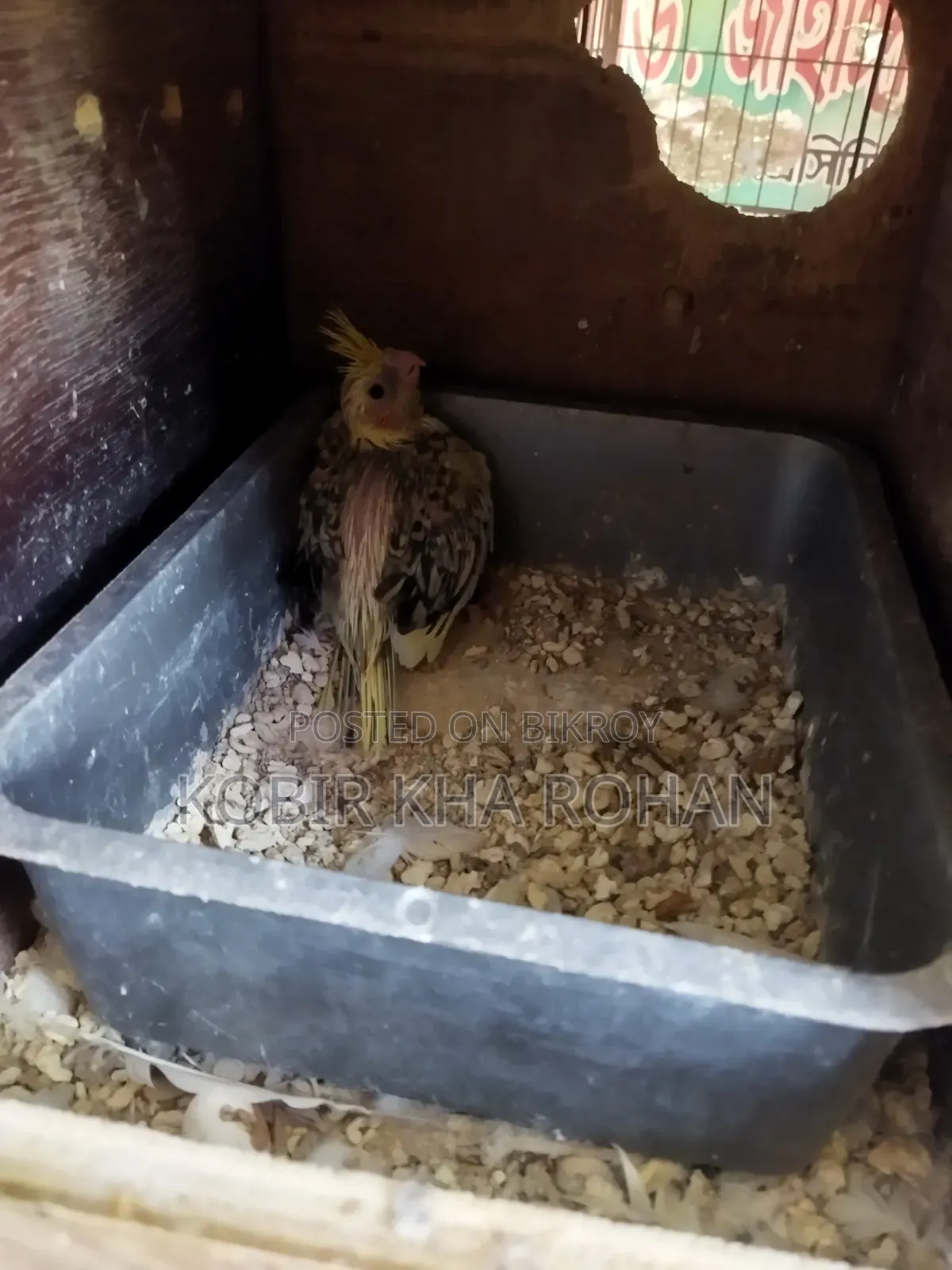 Cockatiel Bird