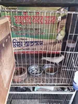 Cockatiel Bird