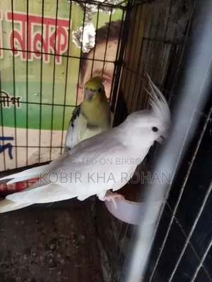 Cockatiel Bird