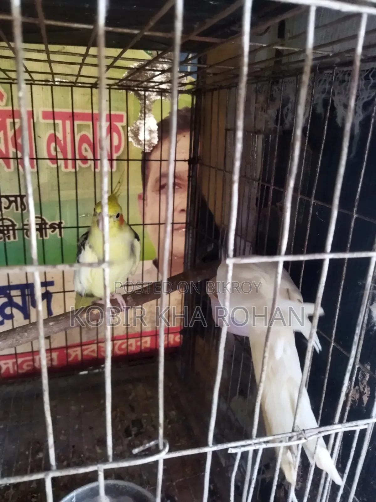 Cockatiel Bird