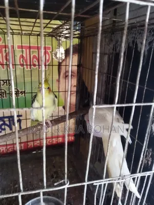 Cockatiel Bird