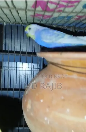 Budgerigar Running Pair with Eggs