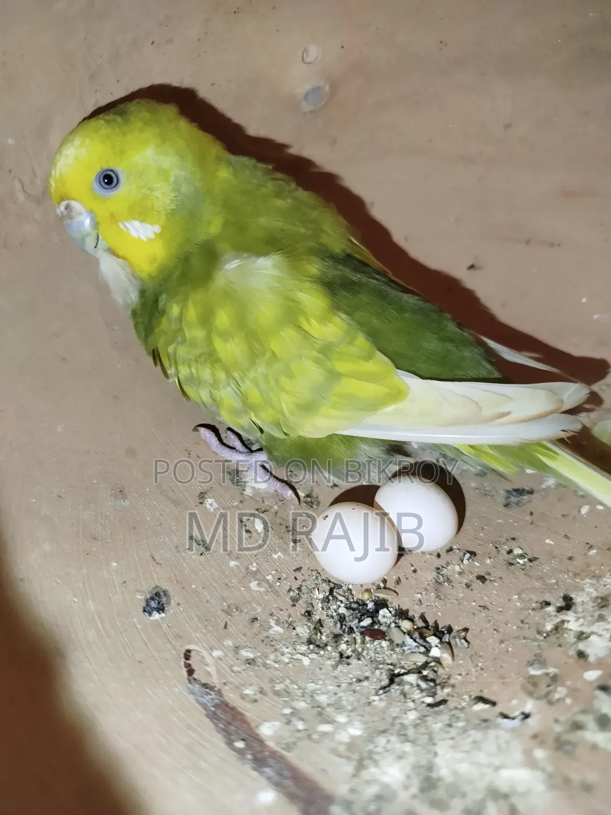 Budgerigar Running Pair with Eggs