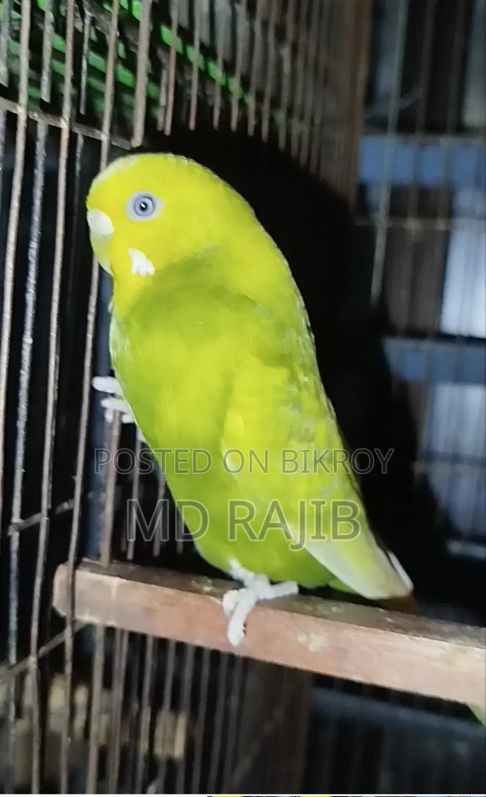 Budgerigar Running Pair with Eggs