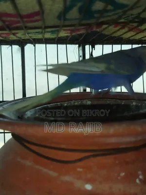 Budgerigar Running Pair with Eggs