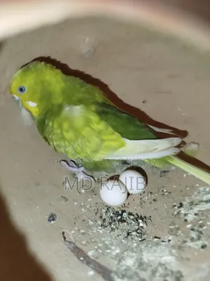 Budgerigar Running Pair with Eggs