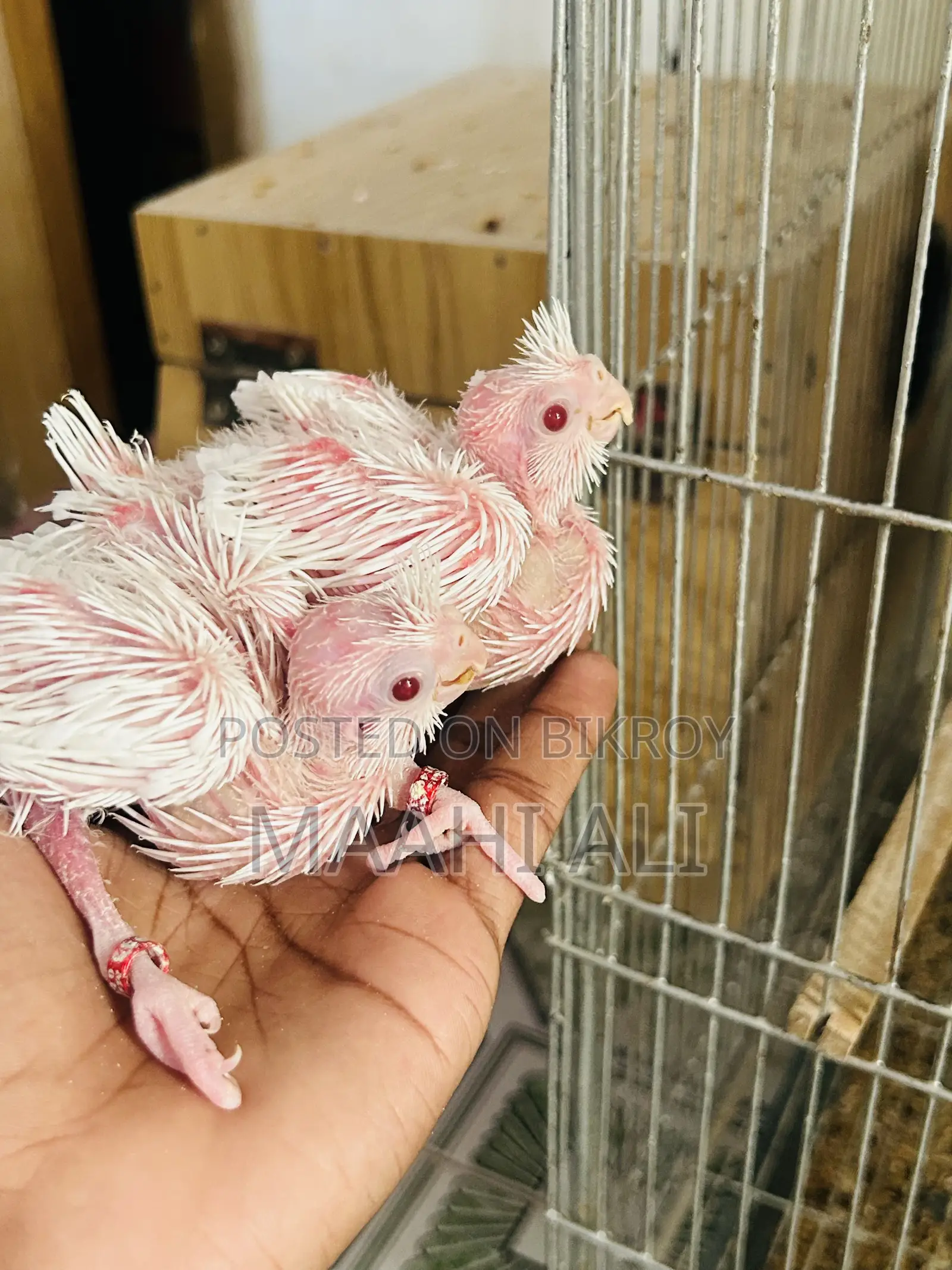 Alvino Cockatiel Babys🤍🤍