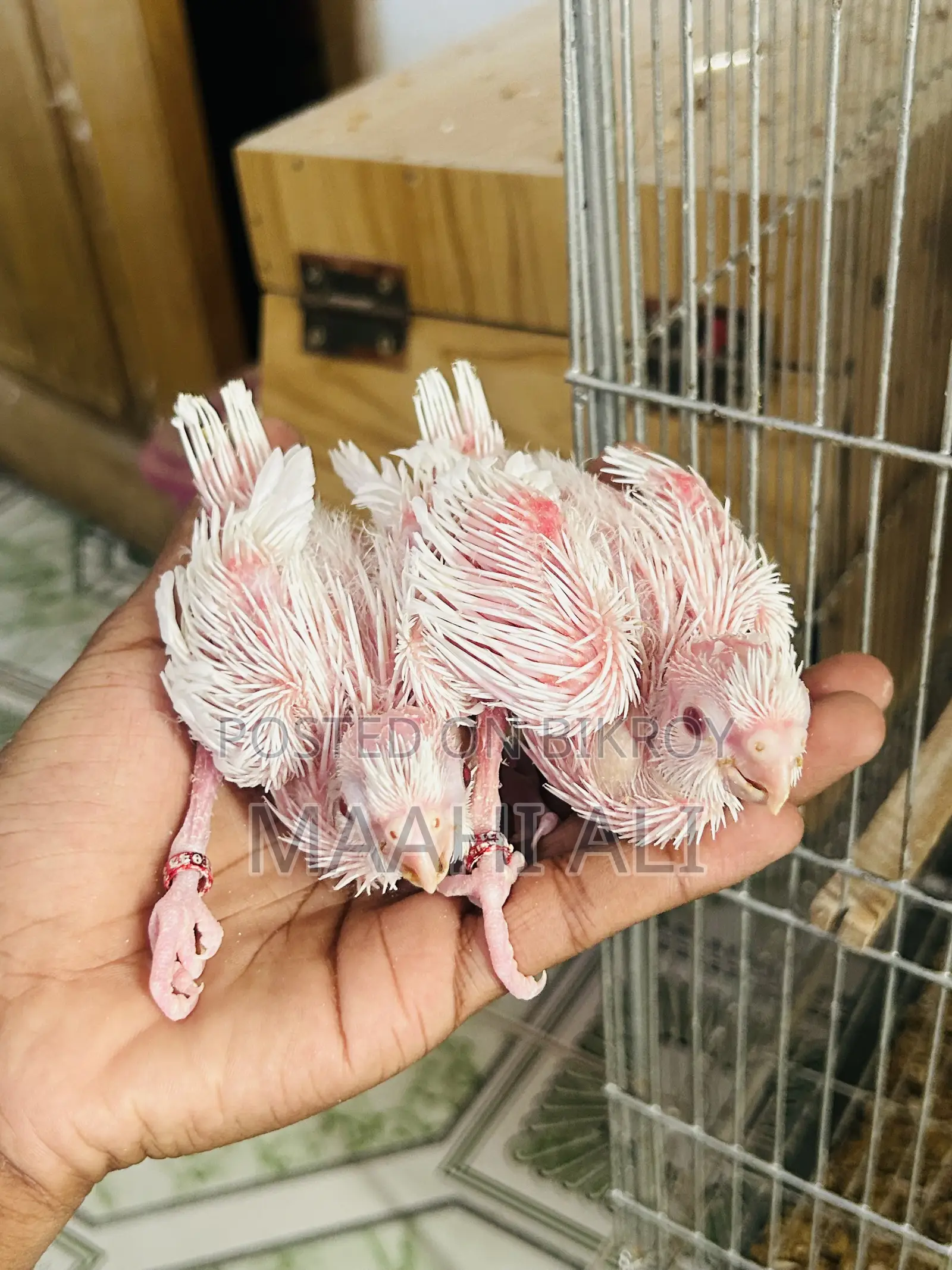 Alvino Cockatiel Babys🤍🤍