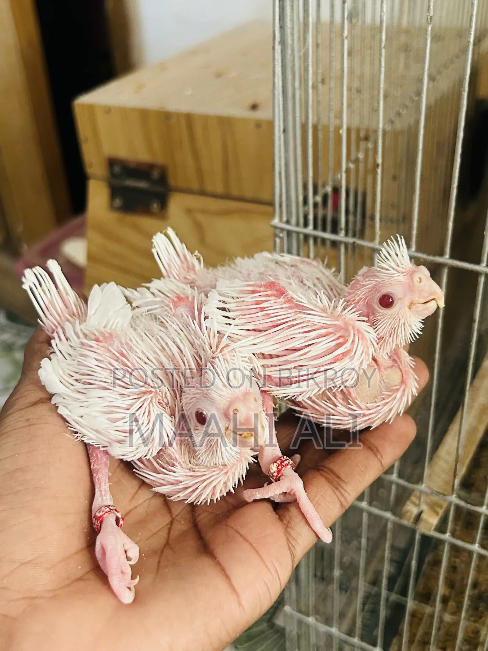Alvino Cockatiel Babys🤍🤍