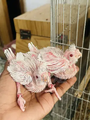 Alvino Cockatiel Babys🤍🤍