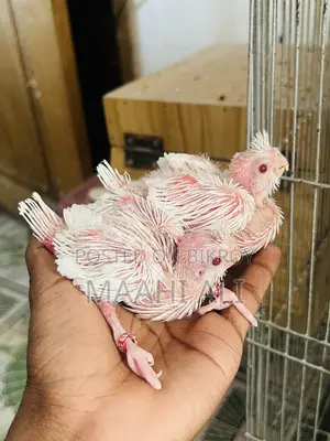 Alvino Cockatiel Babys🤍🤍