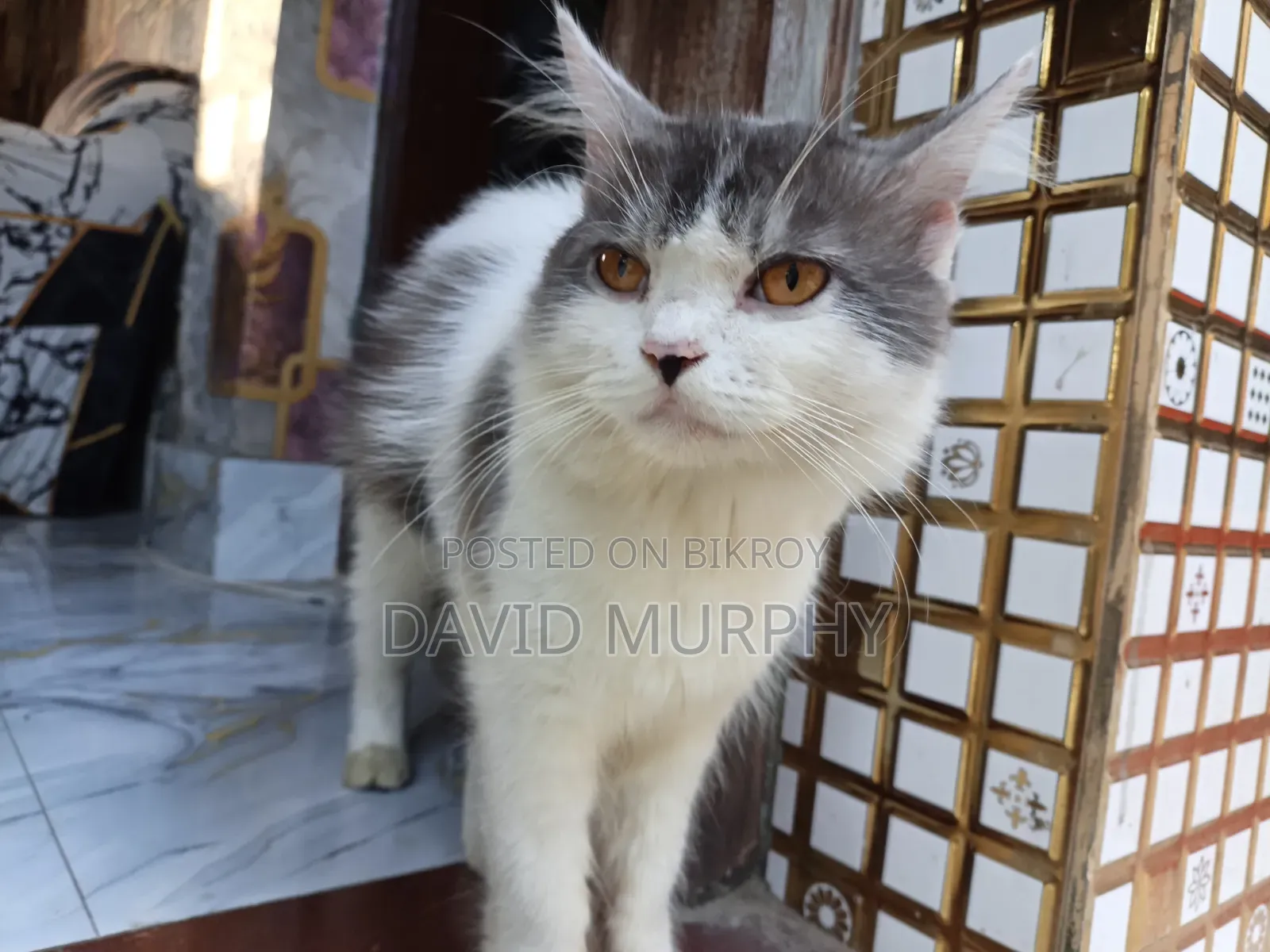 ৬-১২ মাস বয়সী পুরুষ খাঁটি জাতের পার্সিয়ান