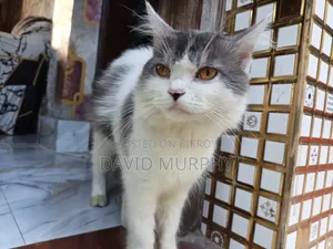 ৬-১২ মাস বয়সী পুরুষ খাঁটি জাতের পার্সিয়ান