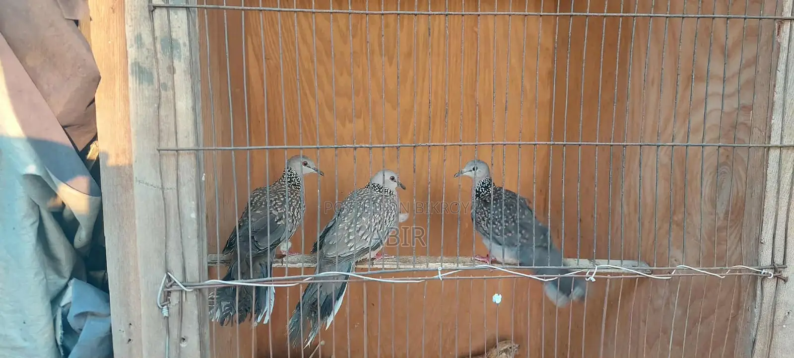 Dove Bird