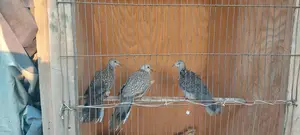 Dove Bird