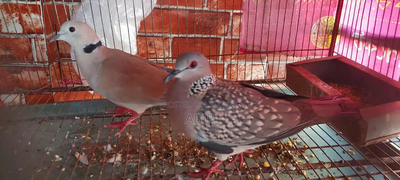 Dove Bird