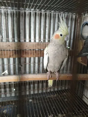 Cockatiel Bird