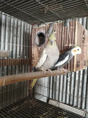 Cockatiel Bird