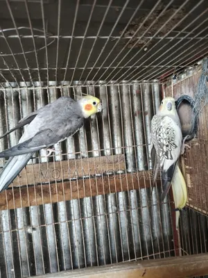 Cockatiel Bird