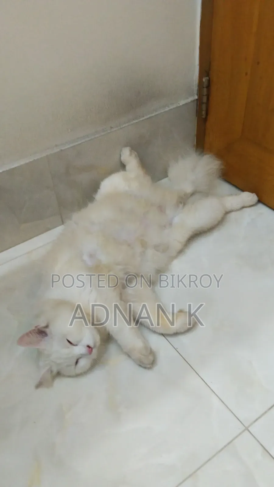 1+ year Male Purebred Persian