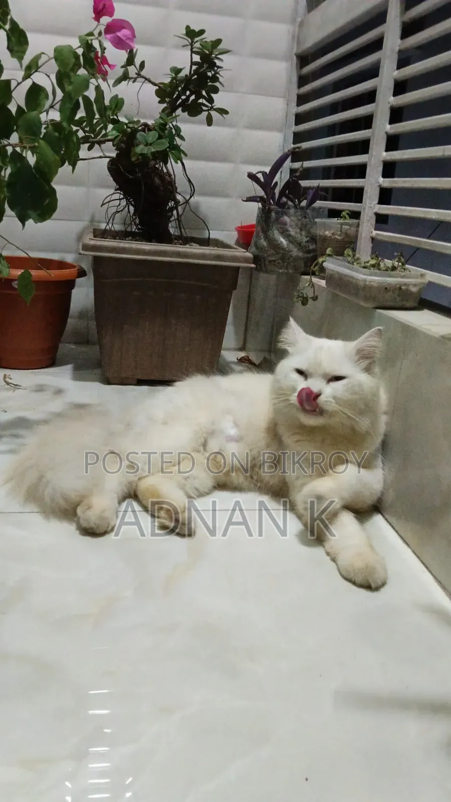 1+ year Male Purebred Persian