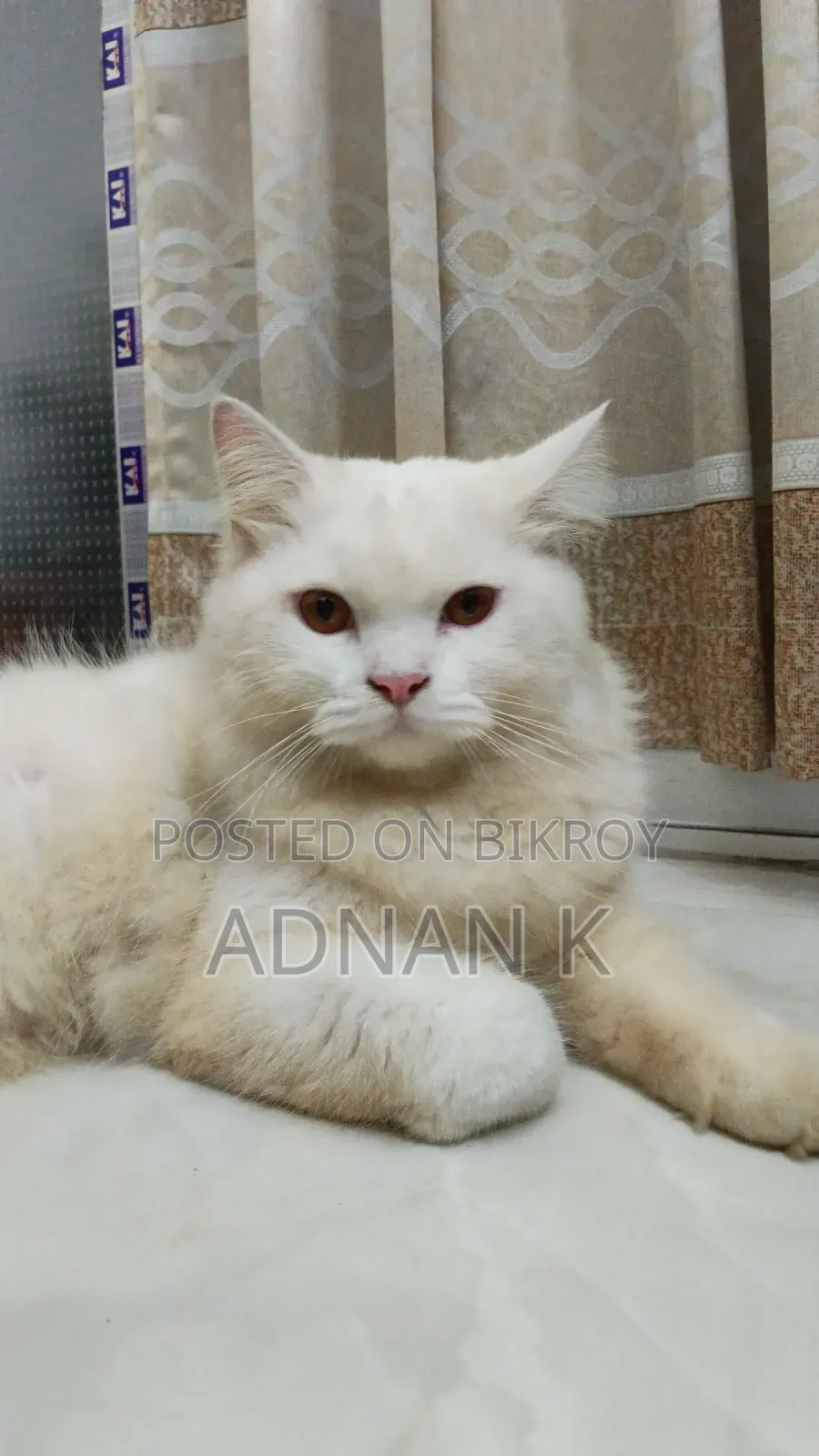 1+ year Male Purebred Persian