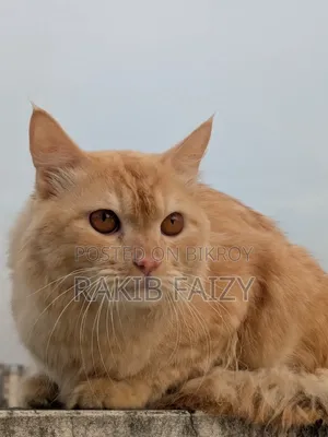 ৬-১২ মাস বয়সী পুরুষ মিশ্র জাতের পার্সিয়ান