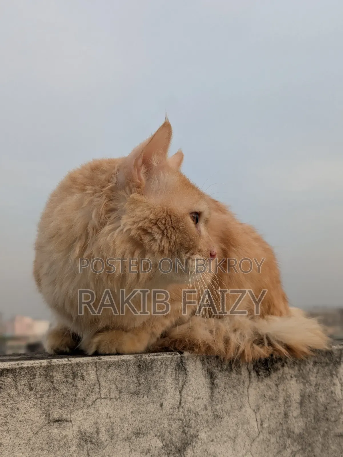 ৬-১২ মাস বয়সী পুরুষ মিশ্র জাতের পার্সিয়ান
